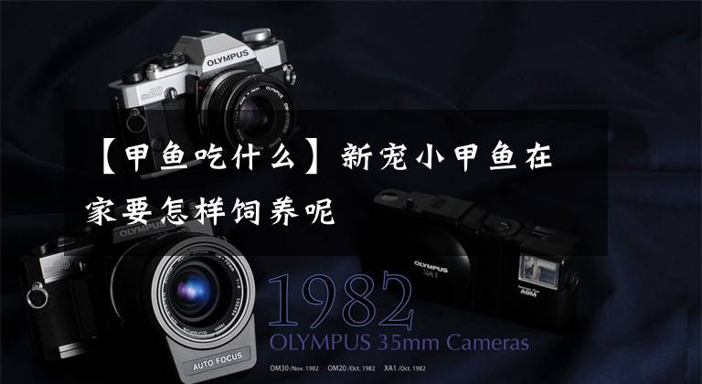 【甲鱼吃什么】新宠小甲鱼在家要怎样饲养呢