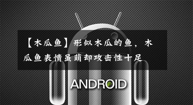 【木瓜鱼】形似木瓜的鱼，木瓜鱼表情虽萌却攻击性十足