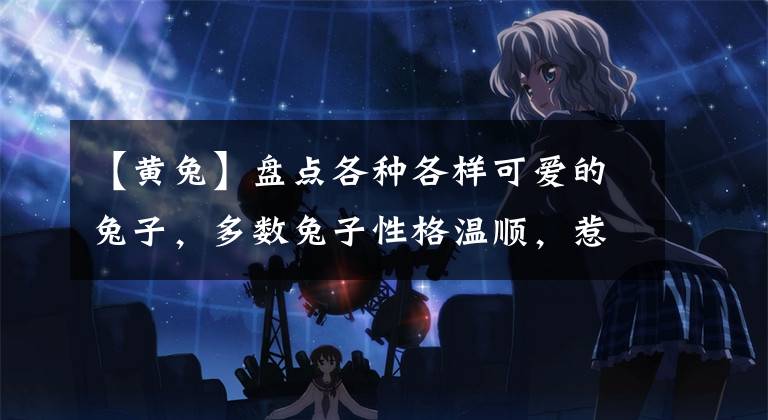 【黄兔】盘点各种各样可爱的兔子,多数兔子性格温顺,惹人喜爱