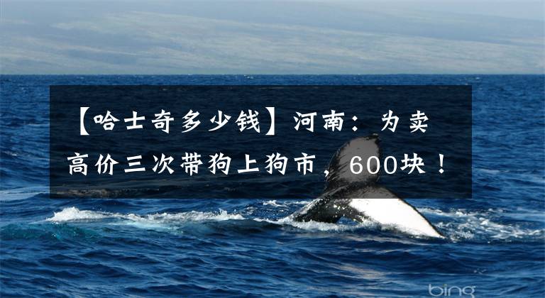 【哈士奇多少钱】河南：为卖高价三次带狗上狗市，600块！主人把哈士奇送上狗肉车