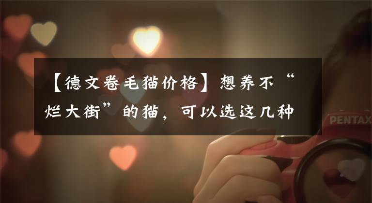 【德文卷毛猫价格】想养不“烂大街”的猫，可以选这几种，基本很少人养