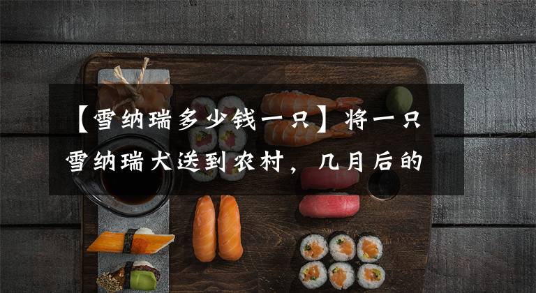 【雪纳瑞多少钱一只】将一只雪纳瑞犬送到农村,几月后的变化让人赞叹不已!