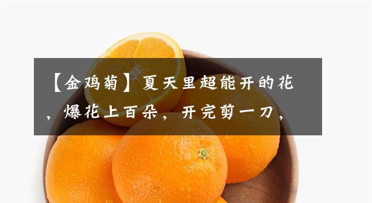 【金鸡菊】夏天里超能开的花，爆花上百朵，开完剪一刀，很快又爆花
