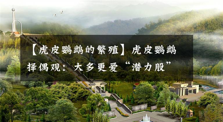 【虎皮鹦鹉的繁殖】虎皮鹦鹉择偶观：大多更爱“潜力股” 但有的是颜控 而且从头到尾都是颜控！