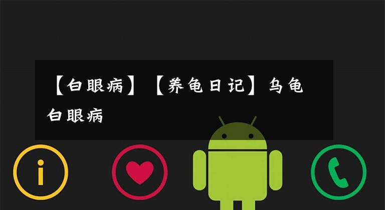 【白眼病】【养龟日记】乌龟白眼病