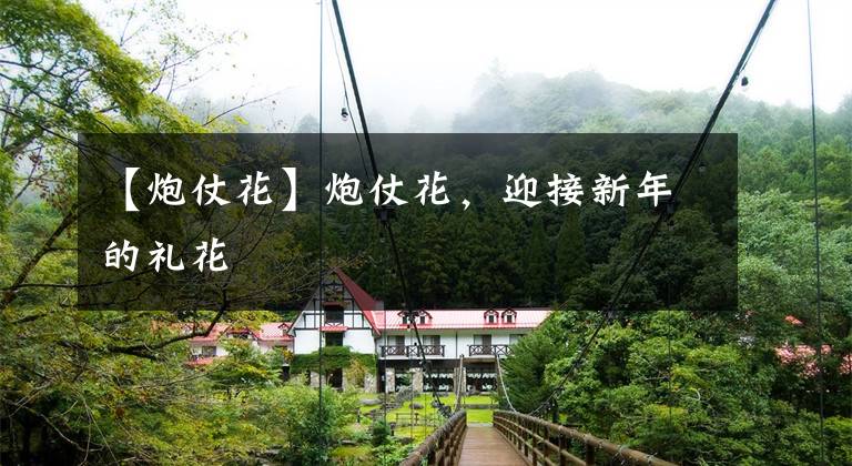 【炮仗花】炮仗花，迎接新年的礼花