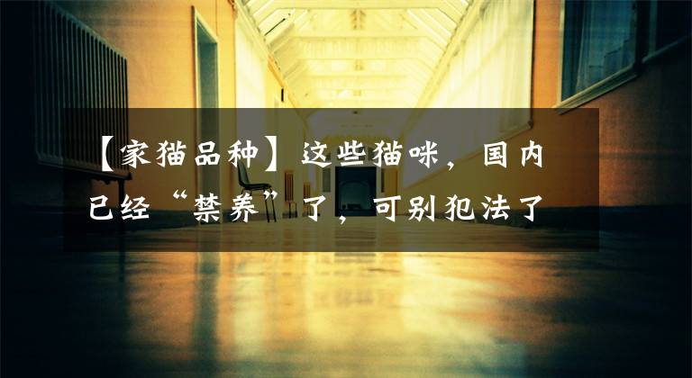 【家猫品种】这些猫咪,国内已经“禁养”了,可别犯法了