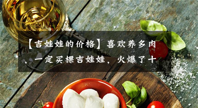 【吉娃娃的价格】喜欢养多肉,一定买棵吉娃娃,火爆了十多年,颜值永远在线