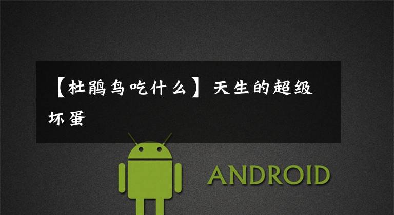 【杜鹃鸟吃什么】天生的超级坏蛋