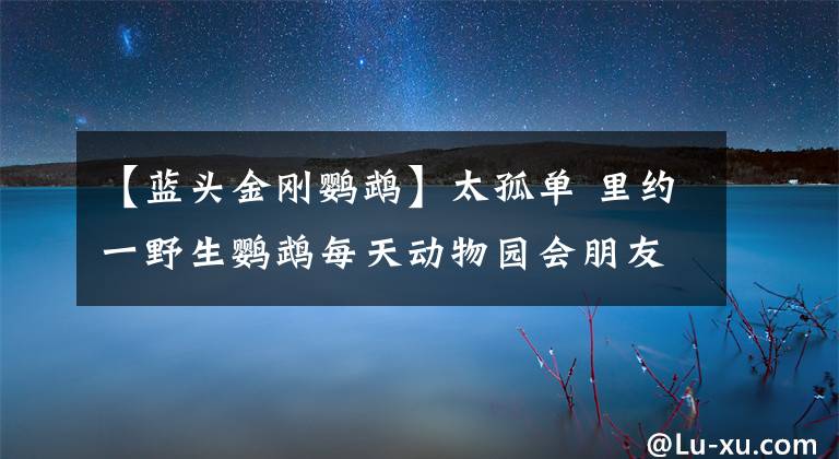 【蓝头金刚鹦鹉】太孤单 里约一野生鹦鹉每天动物园会朋友