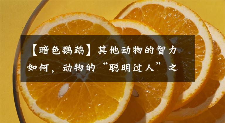 【暗色鹦鹉】其他动物的智力如何，动物的“聪明过人”之处有时候也像人一样