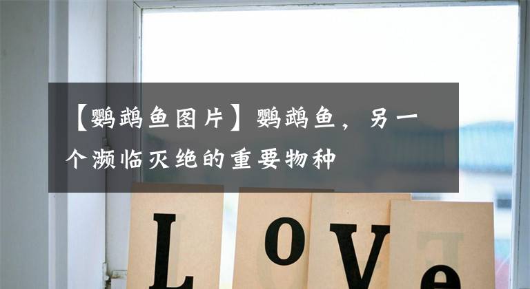 【鹦鹉鱼图片】鹦鹉鱼,另一个濒临灭绝的重要物种