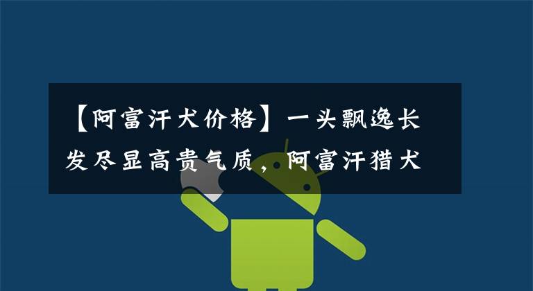 【阿富汗犬价格】一头飘逸长发尽显高贵气质,阿富汗猎犬可以算是汪星社会名流了