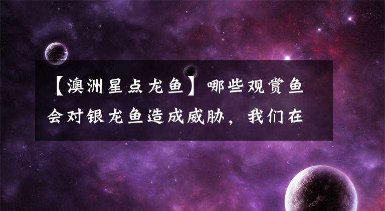 【澳洲星点龙鱼】哪些观赏鱼会对银龙鱼造成威胁，我们在饲养时一定要注意？