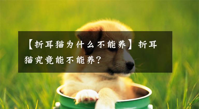 【折耳猫为什么不能养】折耳猫究竟能不能养?