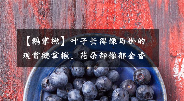 【鹅掌楸】叶子长得像马褂的观赏鹅掌楸,花朵却像郁金香