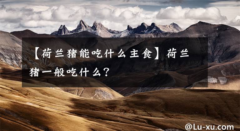 【荷兰猪能吃什么主食】荷兰猪一般吃什么？