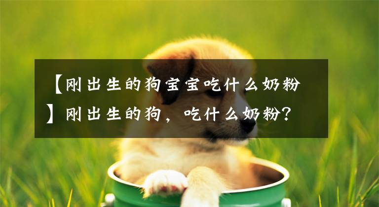 【刚出生的狗宝宝吃什么奶粉】刚出生的狗,吃什么奶粉?