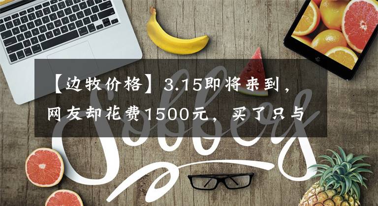 【边牧价格】3.15即将来到，网友却花费1500元，买了只与众不同的边牧