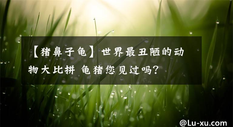 【猪鼻子龟】世界最丑陋的动物大比拼 龟猪您见过吗？