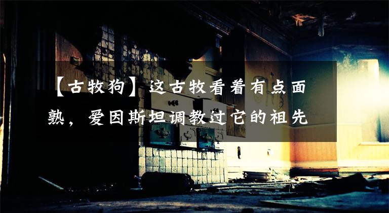 【古牧狗】这古牧看着有点面熟,爱因斯坦调教过它的祖先?