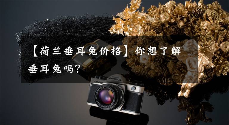 【荷兰垂耳兔价格】你想了解垂耳兔吗？