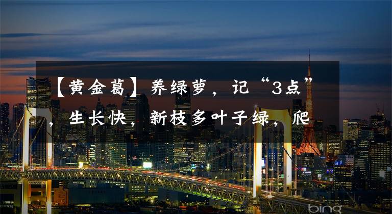 【黄金葛】养绿萝，记“3点”，生长快，新枝多叶子绿，爬满“一面墙”