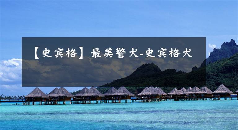 【史宾格】最美警犬-史宾格犬