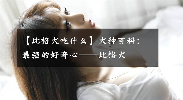 【比格犬吃什么】犬种百科：最强的好奇心——比格犬