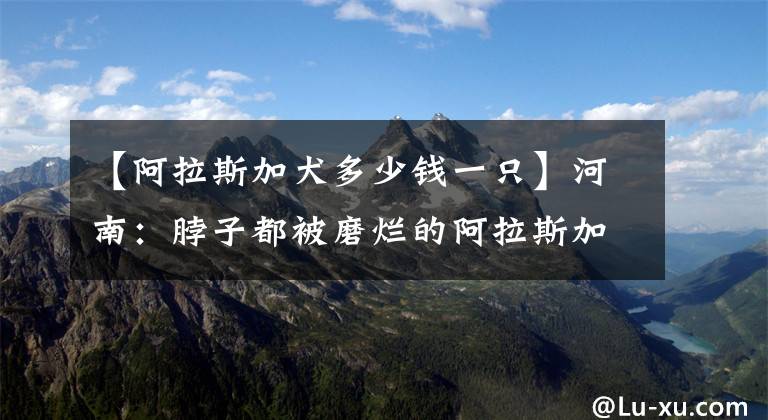【阿拉斯加犬多少钱一只】河南：脖子都被磨烂的阿拉斯加，一千六不卖？大哥：买的时候稀罕