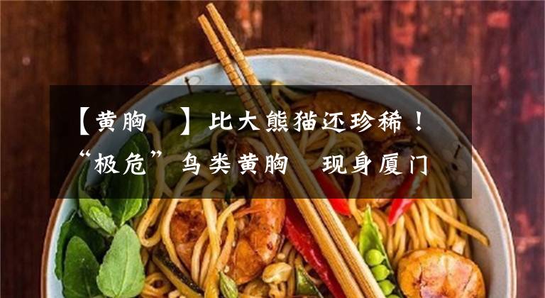 【黄胸鹀】比大熊猫还珍稀!“极危”鸟类黄胸鹀现身厦门