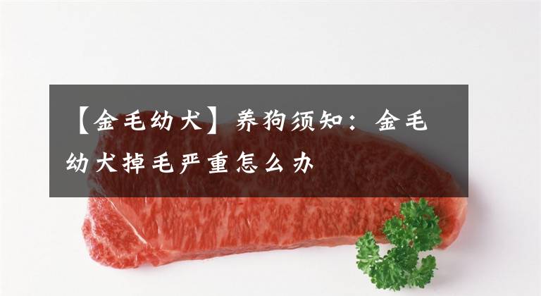 【金毛幼犬】养狗须知：金毛幼犬掉毛严重怎么办