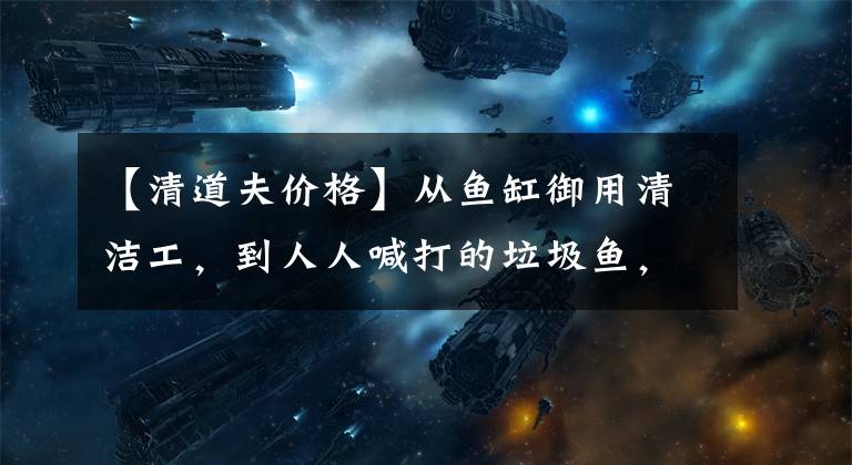 【清道夫价格】从鱼缸御用清洁工，到人人喊打的垃圾鱼，清道夫怎么就犯了众怒？