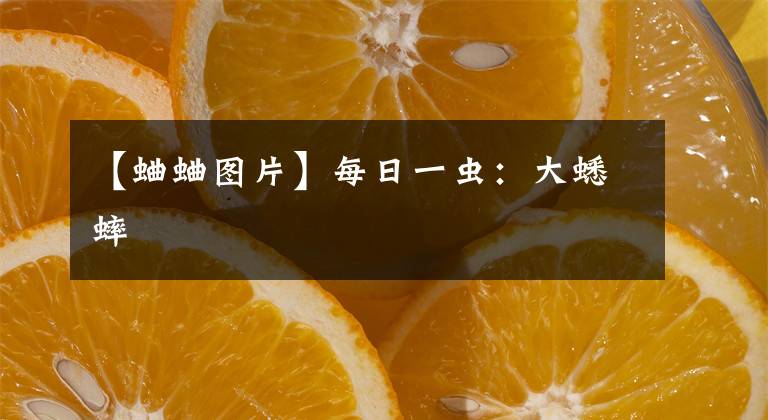 【蛐蛐图片】每日一虫：大蟋蟀