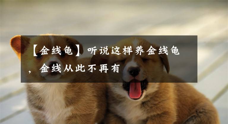 【金线龟】听说这样养金线龟，金线从此不再有