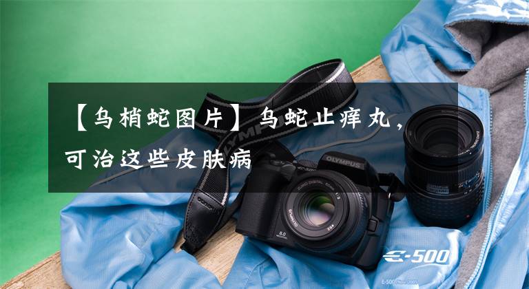 【乌梢蛇图片】乌蛇止痒丸，可治这些皮肤病