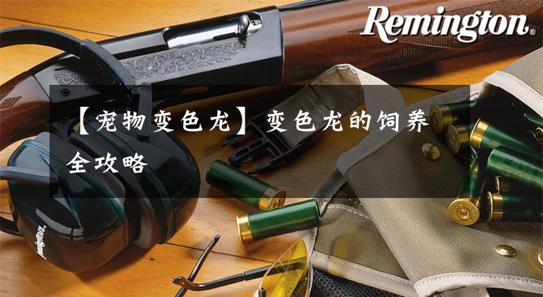 【宠物变色龙】变色龙的饲养全攻略