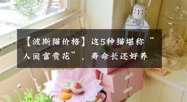 【波斯猫价格】这5种猫堪称“人间富贵花”，寿命长还好养，不妨养一只