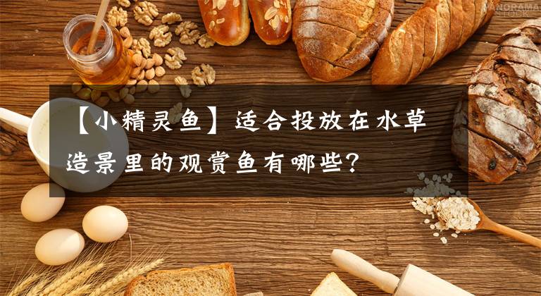 【小精灵鱼】适合投放在水草造景里的观赏鱼有哪些？
