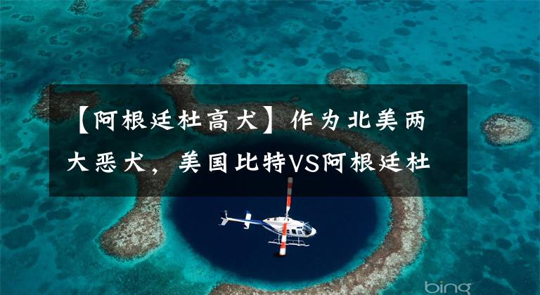 【阿根廷杜高犬】作为北美两大恶犬，美国比特VS阿根廷杜高，你更看好谁？