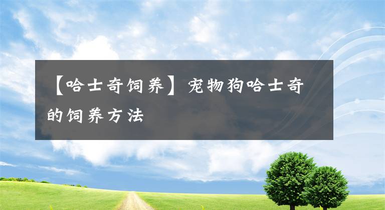 【哈士奇饲养】宠物狗哈士奇的饲养方法