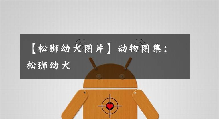 【松狮幼犬图片】动物图集：松狮幼犬