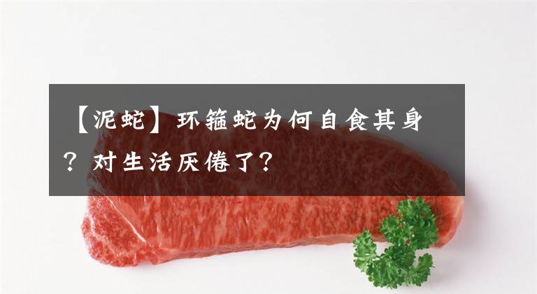 【泥蛇】环箍蛇为何自食其身？对生活厌倦了？