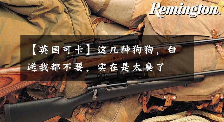 【英国可卡】这几种狗狗,白送我都不要,实在是太臭了