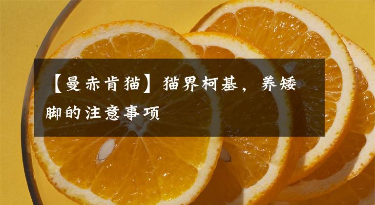 【曼赤肯猫】猫界柯基,养矮脚的注意事项