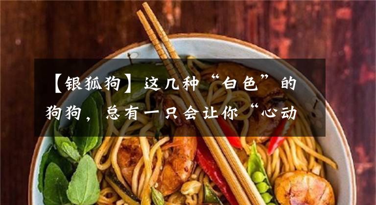 【银狐狗】这几种“白色”的狗狗,总有一只会让你“心动”