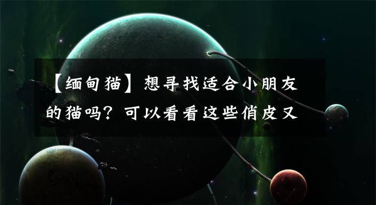 【缅甸猫】想寻找适合小朋友的猫吗?可以看看这些俏皮又深情的猫