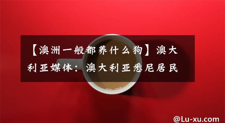 【澳洲一般都养什么狗】澳大利亚媒体:澳大利亚悉尼居民最喜欢宠物狗暴露斗牛梗塞。