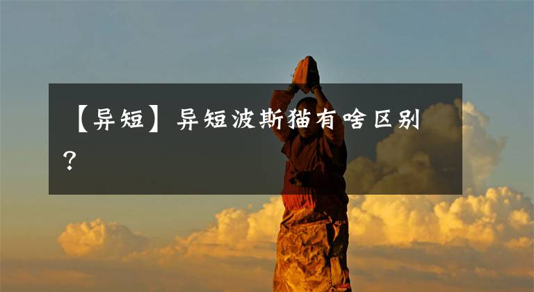 【异短】异短波斯猫有啥区别？