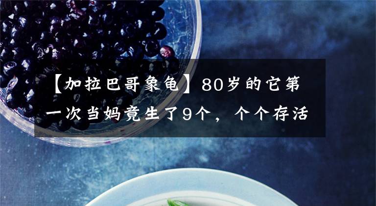 【加拉巴哥象龟】80岁的它第一次当妈竟生了9个，个个存活